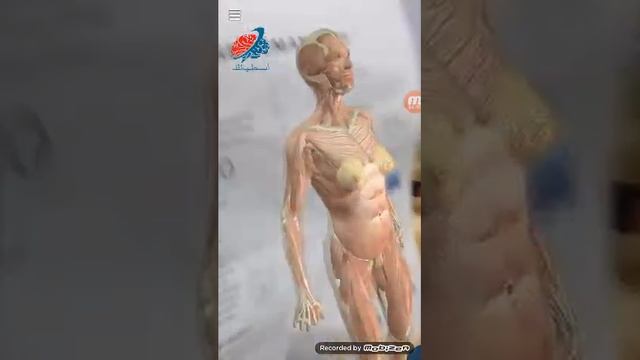 anatomy 4 D تطبيق فوق الممتاز смотреть онлайн
