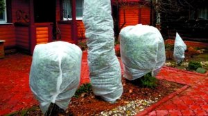 Октябрь.Искореняющая обработка и побелка сада.