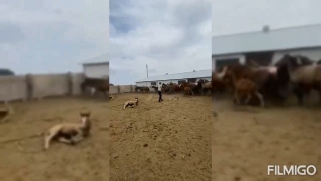 танба азот смотреть онлайн