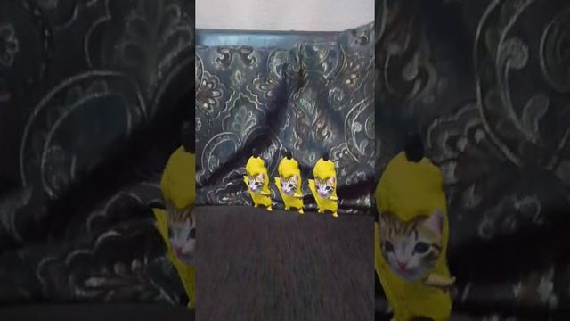 чипи чипи чапа чапа смотреть онлайн