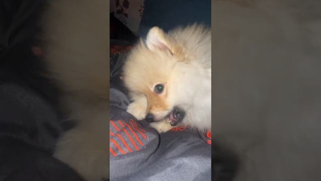 Это видео взорвало интернет грызет! #собака #шпиц #мики