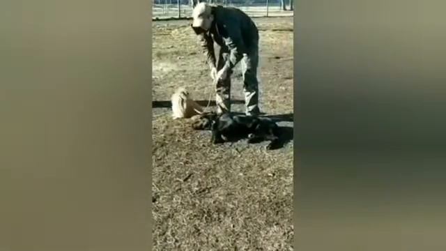 Отзыв. Бакси. Стационарная дрессировка | Радик Аксанов смотреть онлайн