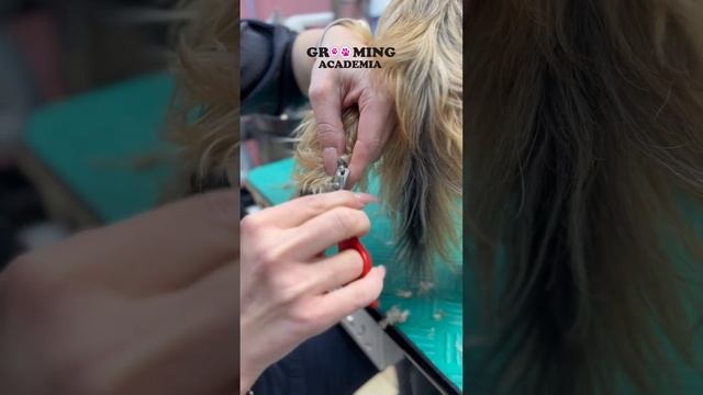 Как подстричь закрученные когти на «пятых пальцах» у собак? #груминг #обучение #таллин смотреть онлайн