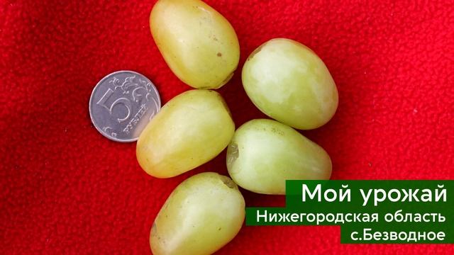 САЖАЕМ ВИНОГРАД. ЗАЧЕМ ? смотреть онлайн