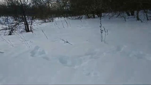 Липецк. Мороз и солнце....23 января 2024г. смотреть онлайн