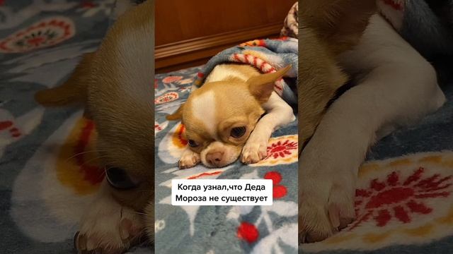 Когда узнал, что Деда Мороза то, нет! смотреть онлайн