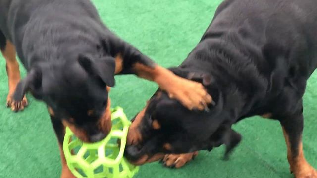 Cesar and his daughter Cleopatra love playing tug of war! смотреть онлайн