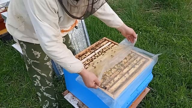 Обязательно сделайте эту работу перед похолоданием. Очередной этап в моей системе пчеловождения. смотреть онлайн