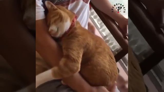 Милота смотреть онлайн