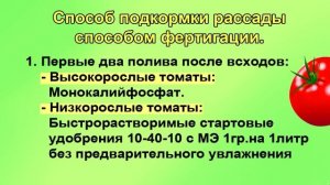 Фертигация для коренастой рассады томатов. Подробно для начинающих.