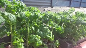 ГРЯДКА - ЛЕНИВКА! КАКИЕ ТОМАТЫ МОЖНО ВЫСАДИТЬ? ОГОРОДНАЯ АЗБУКА ОЛЬГИ ЧЕРНОВОЙ.