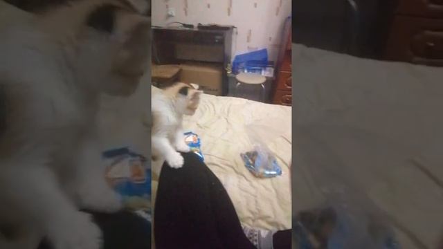 Не дам, это мои конфетки. Долго смеялся, смешная кошка смотреть онлайн