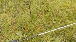 краткий обзор спиннинга Dayo Nano Predator 0,2-2 гр.