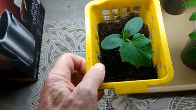 Рассада. Пробная посадка рассады в январе – это важно! смотреть онлайн