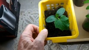 Рассада.  Пробная посадка рассады в январе – это важно!