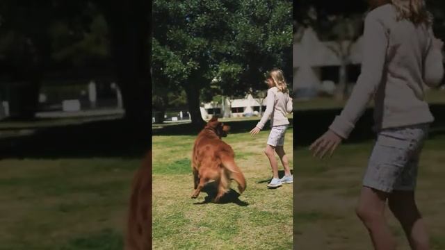 cute dog #shotvideo смотреть онлайн