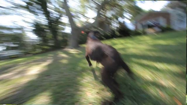 Tamron| How to - Pets Photography: Tips for Getting Great On-Location Shots of Your Pets смотреть онлайн