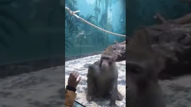 Обезьяна злится