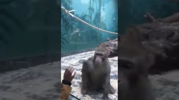 Обезьяна злится