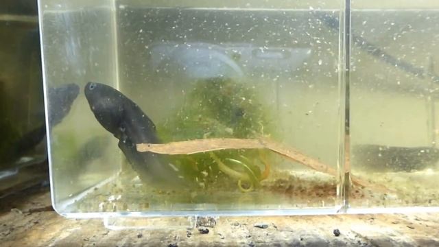 Cruziohyla calcarifer Quappenaufzucht auf der Biologischen Station des Redfrogteams смотреть онлайн