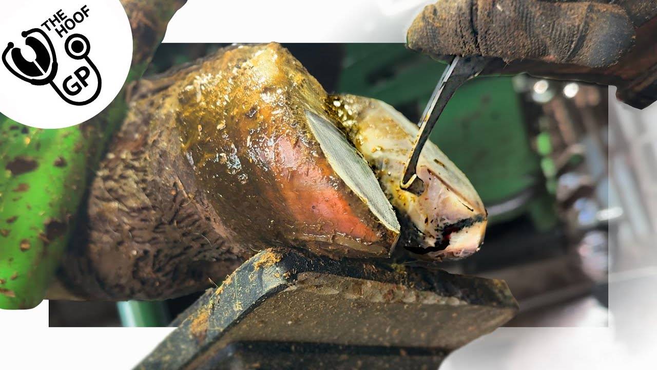 BLACK_CRACK_in_this_COW's_TOE_&_I_put_4_BLOCKS_on_1_COW!!!