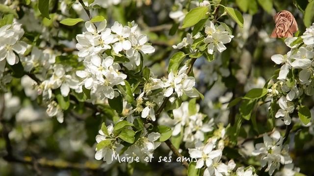 Весенняя природа смотреть онлайн
