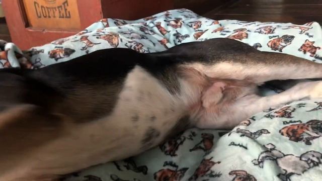 Is your dog licking and scratching with allergies? Tips and advice from the vet Free @ Pawbly.com смотреть онлайн