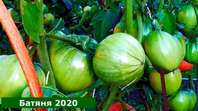 ТОМАТЫ. Подводим итоги, работа над ошибками смотреть онлайн