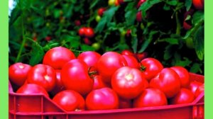 Сорта томатов с гарантированной урожайностью и вкусом.