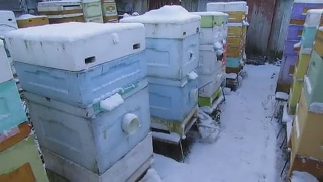 зачем обрабатывать пчел от клеща зимой, если это можно сделать осенью, ответы на вопросы, 3.01.2025 смотреть онлайн