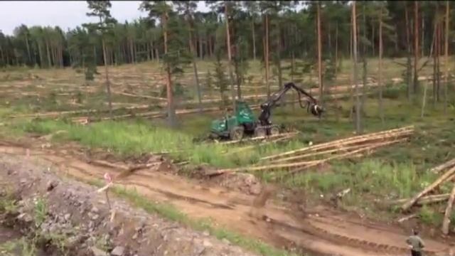 Харвестер в деле. Быстрый уничтожитель леса. смотреть онлайн