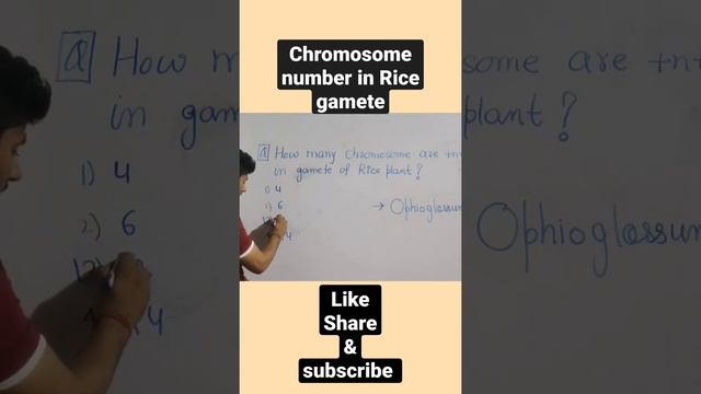 Number of chromosomes in gamete of Rice plant is 12 . смотреть онлайн
