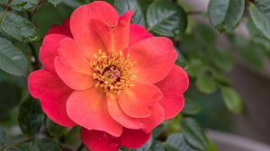 Роза Лукинг Ин Ю Айз Цветение