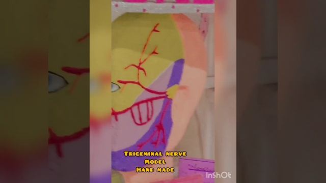 Trigeminal Nerve Model