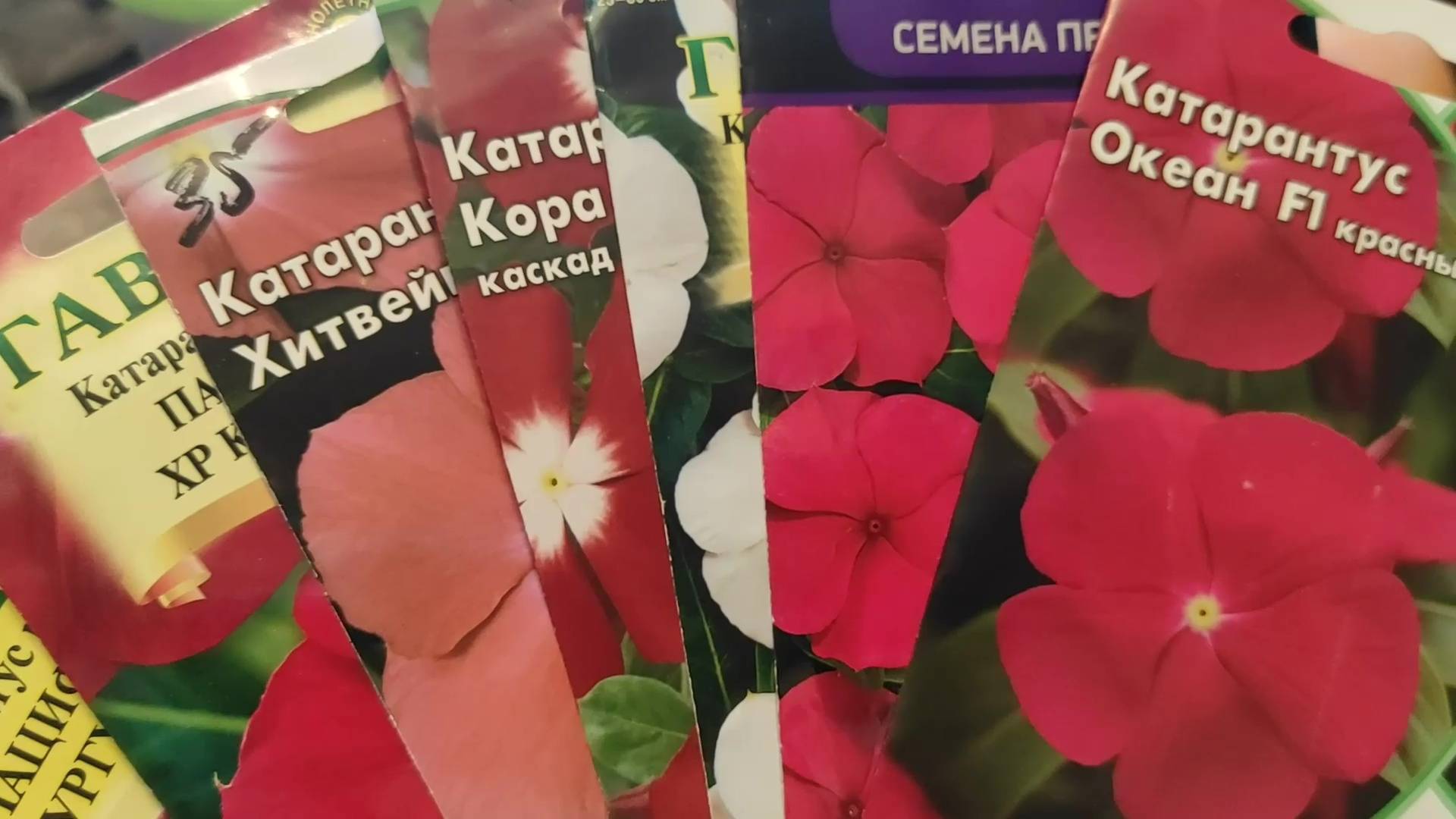 Большой обзор семян катарантуса. Мой опыт посева семян красивого цветка катарантуса смотреть онлайн