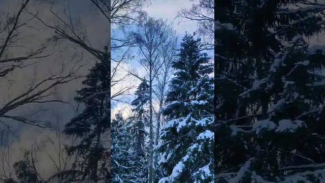 новогоднее путешествие в Лес Чудес