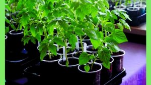 Сажаем рассаду томатов по-немецки. Ответы на частые вопросы