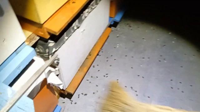 Большой обзор зимовки пчёл. Не удержался и посмотрел семью на сетке. смотреть онлайн