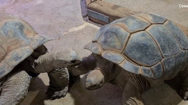 Черепахи😍😍😍