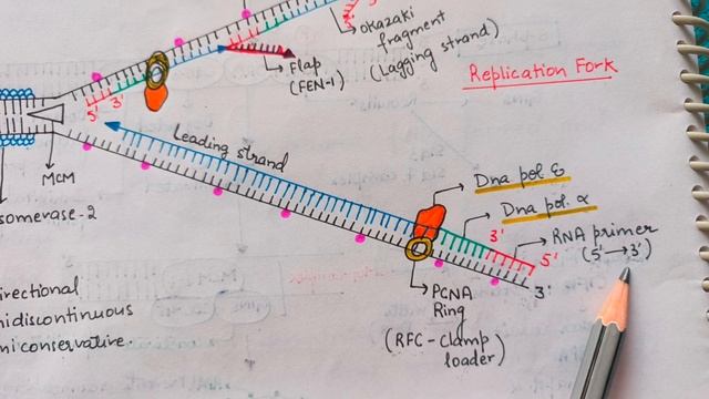 DNA replication in Eukaryotes - Elongation stage | Part 2 | life sciences смотреть онлайн