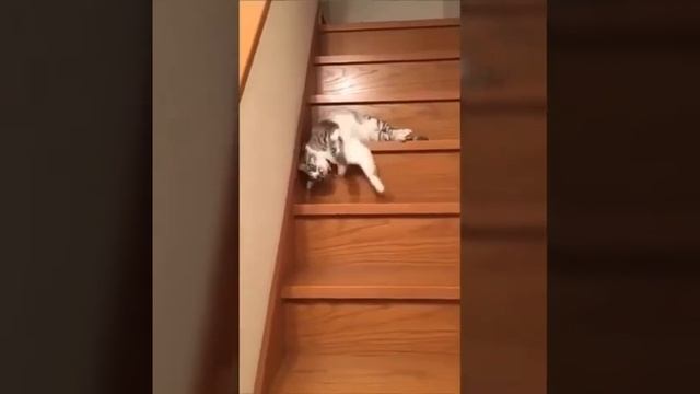 Кот потихоньку спускается с лестницы смотреть онлайн