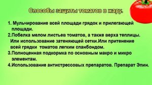 8 способов защиты томатов от жары  Шпаргалка 24