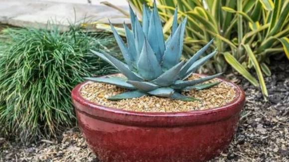 Комнатная агава: выращивание и уход смотреть онлайн