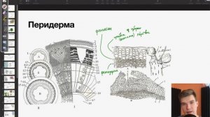 7.6. Перидерма. Корка | Ботаника к ЕГЭ | Георгий Мишуровский