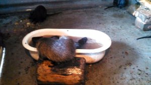 спаривание нутрий