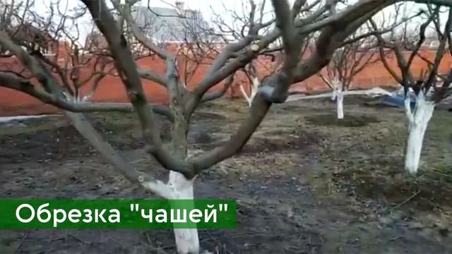 Обрезка яблонь до 3 метров смотреть онлайн