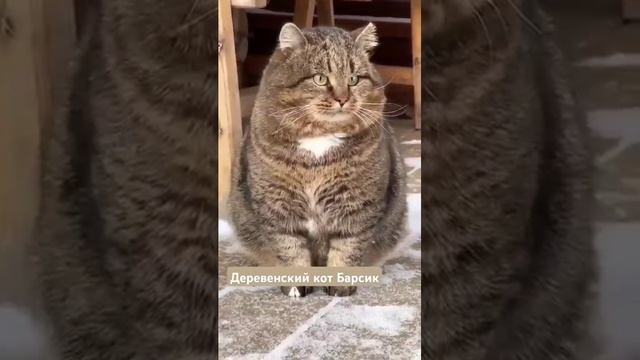 А действительно. Для чего коты нужны? смотреть онлайн