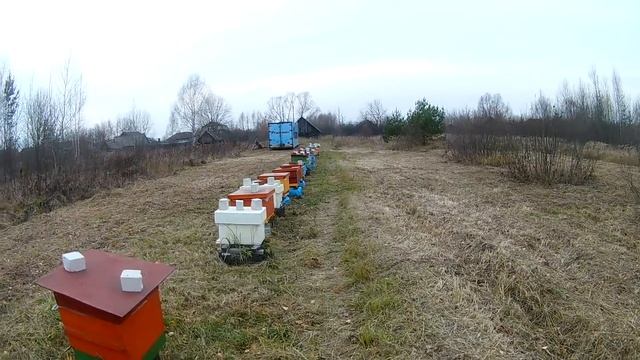 Почему слетели пчёлы. Слёт или коллапс пчёл. Как избежать слёта. смотреть онлайн