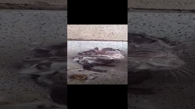 Гигиена смотреть онлайн