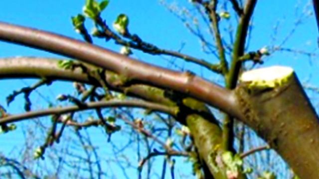 Не обрезайте сад осенью. Навредите ему. смотреть онлайн